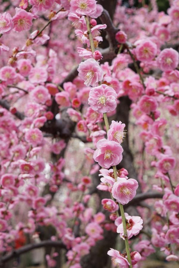 Вілла Japaning Senkyu Кіото Екстер'єр фото